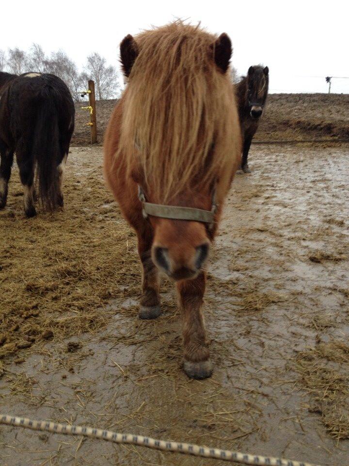 Shetlænder Bølle <3 billede 3