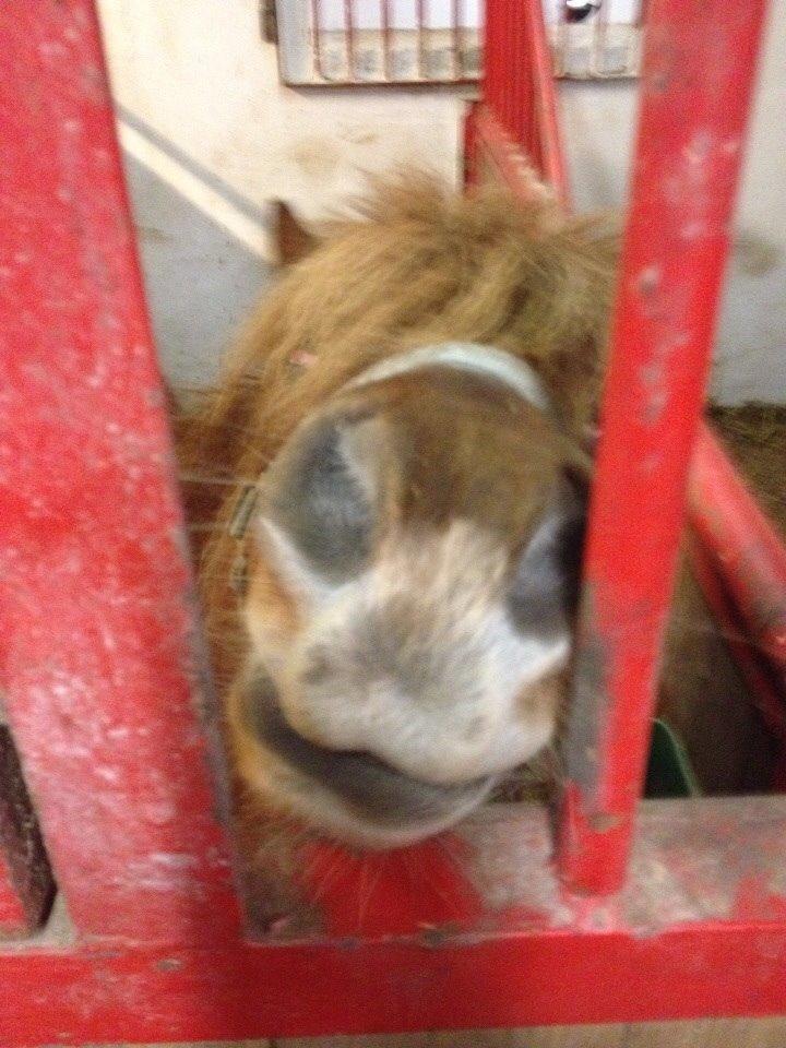 Shetlænder Bølle <3 billede 5