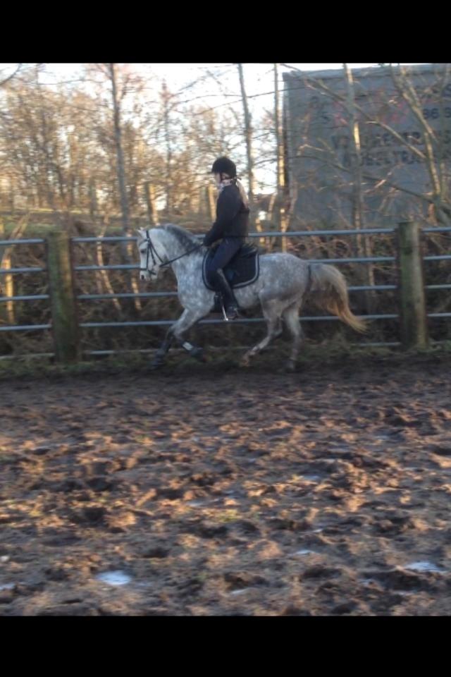 Welsh Pony (sec B) Bjerregårds Liberty (Lille Grå) SOLGT billede 23