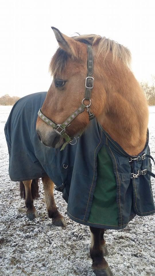 Anden særlig race Arisma [Spirit] billede 7