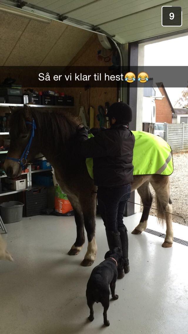 Anden særlig race Trolli billede 11