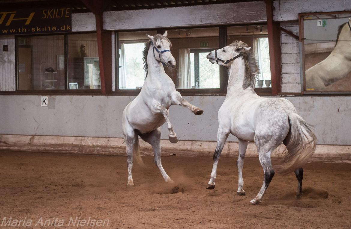 Anden særlig race Macoy - Macoy til venstre, som leger med min anden går hest Kairo til højre. billede 2