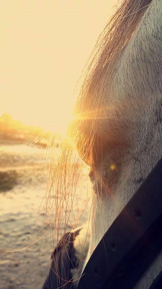 Anden særlig race Macoy billede 10