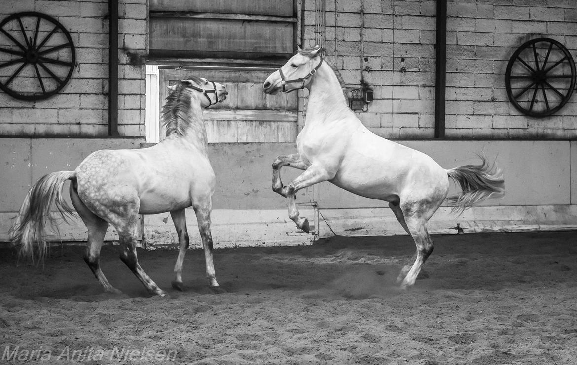 Anden særlig race Macoy - Macoy til højre. billede 3