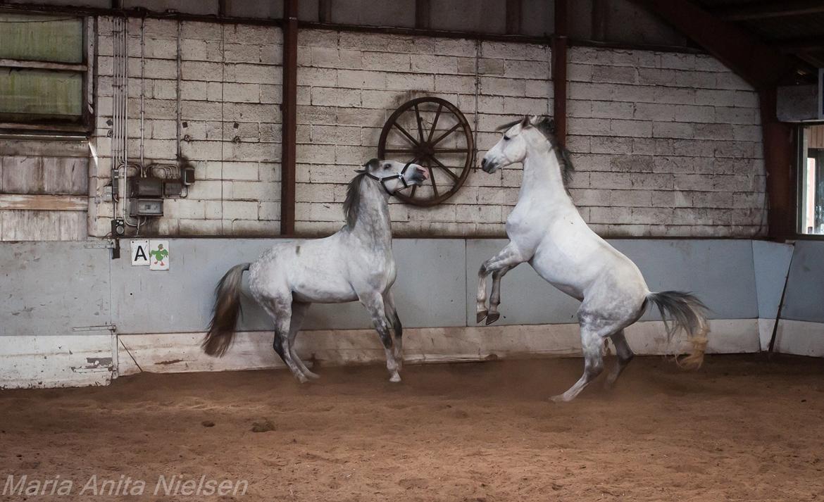 Anden særlig race Macoy - Macoy til højre billede 4