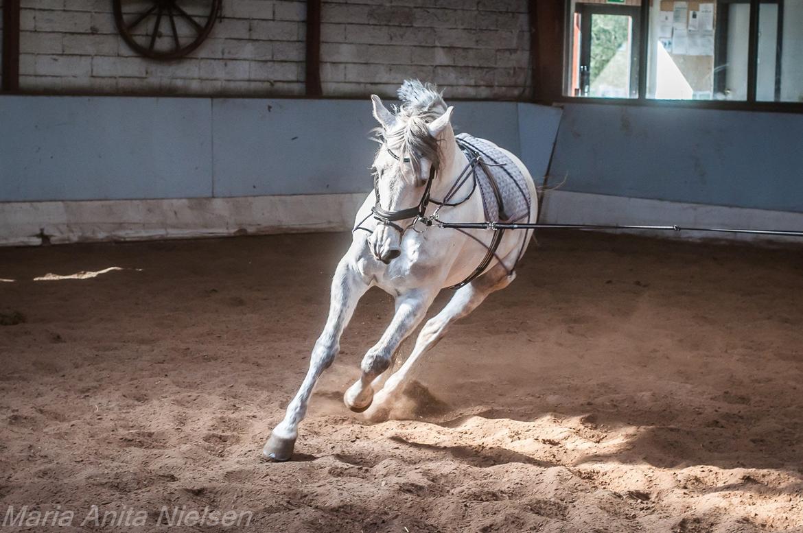Anden særlig race Macoy - Her er han i pessoaline. billede 1