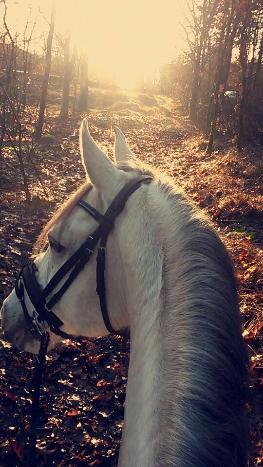 Anden særlig race Macoy - En tidlig morgentur i skoven. billede 12