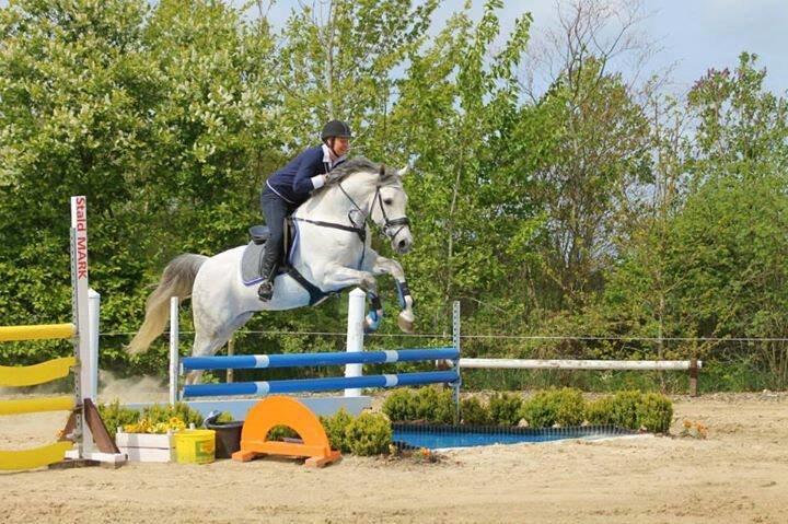 Anden særlig race Macoy billede 6