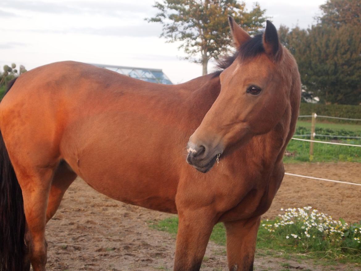 Irsk Sportspony Coillcru Flight billede 7