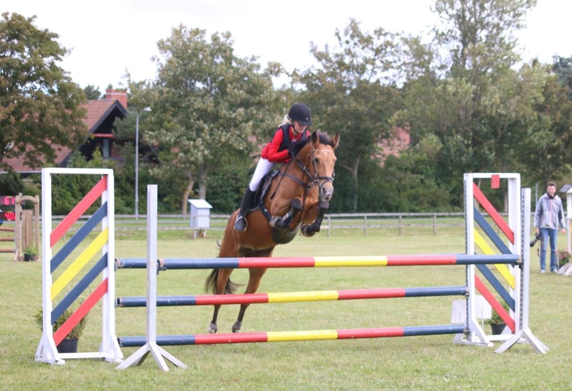 Irsk Sportspony Coillcru Flight billede 13