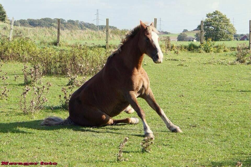 Welsh Pony (sec B) Scooby Doo billede 14