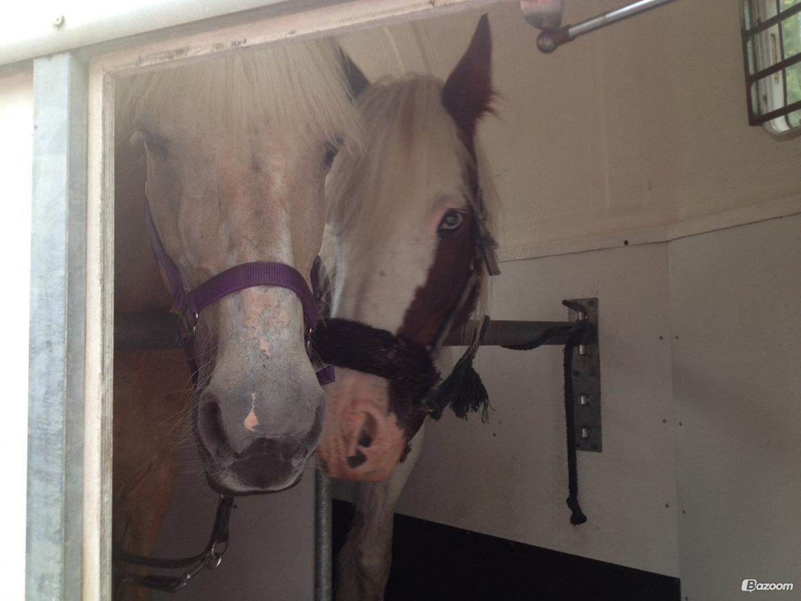 Palomino Sun shin billede 20