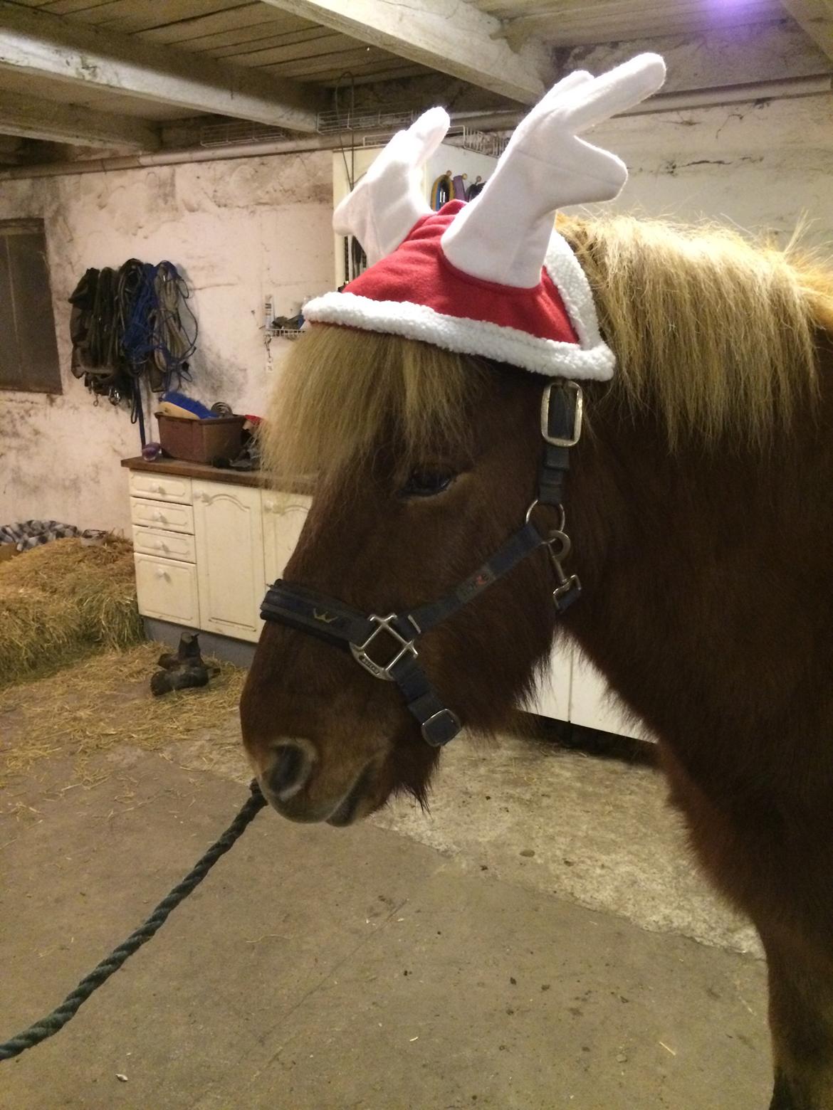 Islænder Baldi fra Nordbjerg billede 11