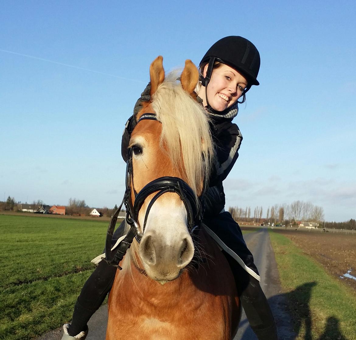 Tyroler Haflinger Ice Røgtergaard billede 19