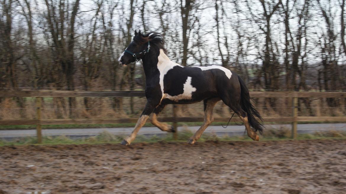 Barockpinto Lundsmindes Jasmin *LÅNEHEST* billede 20