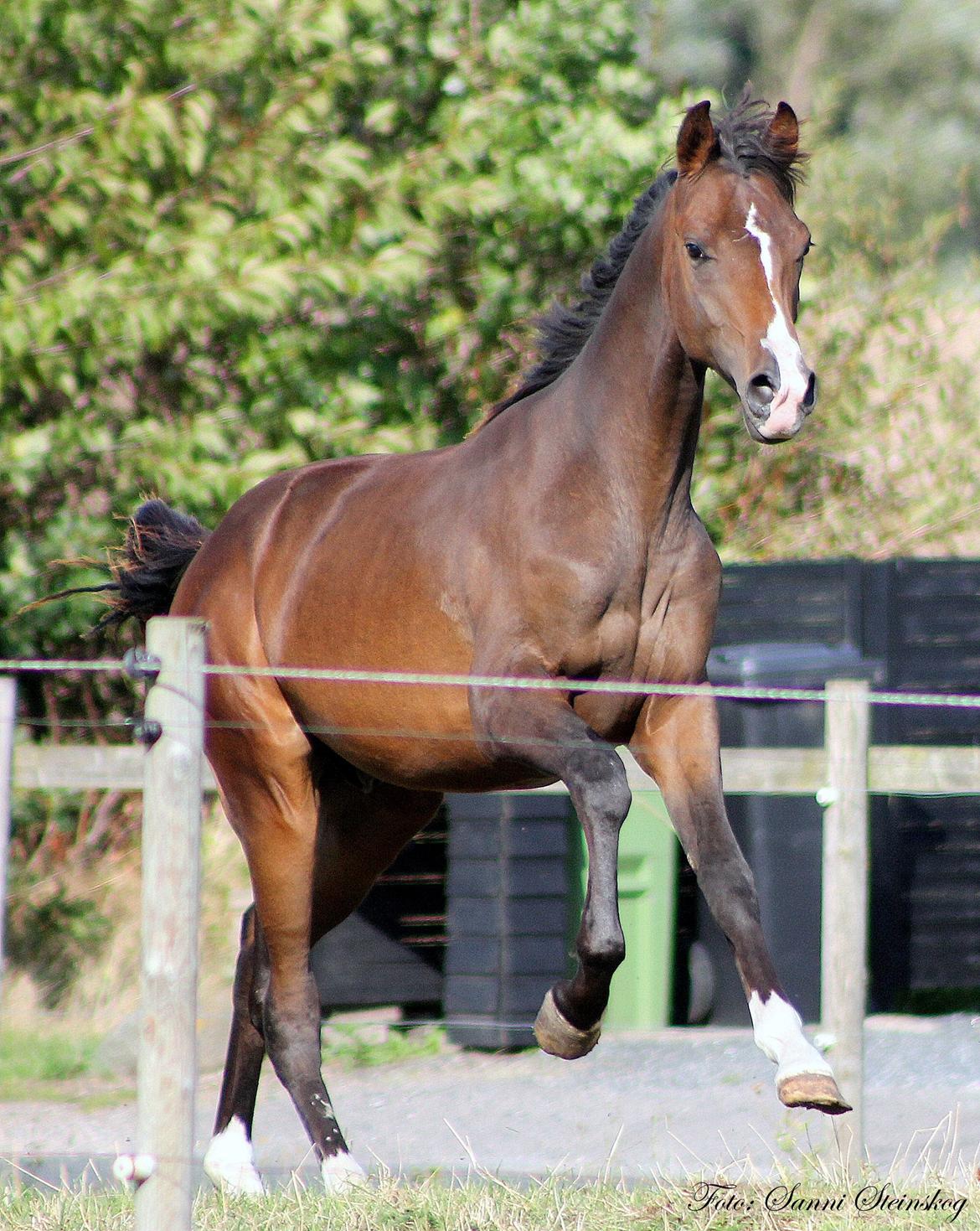 Dansk Varmblod De Mirago billede 4