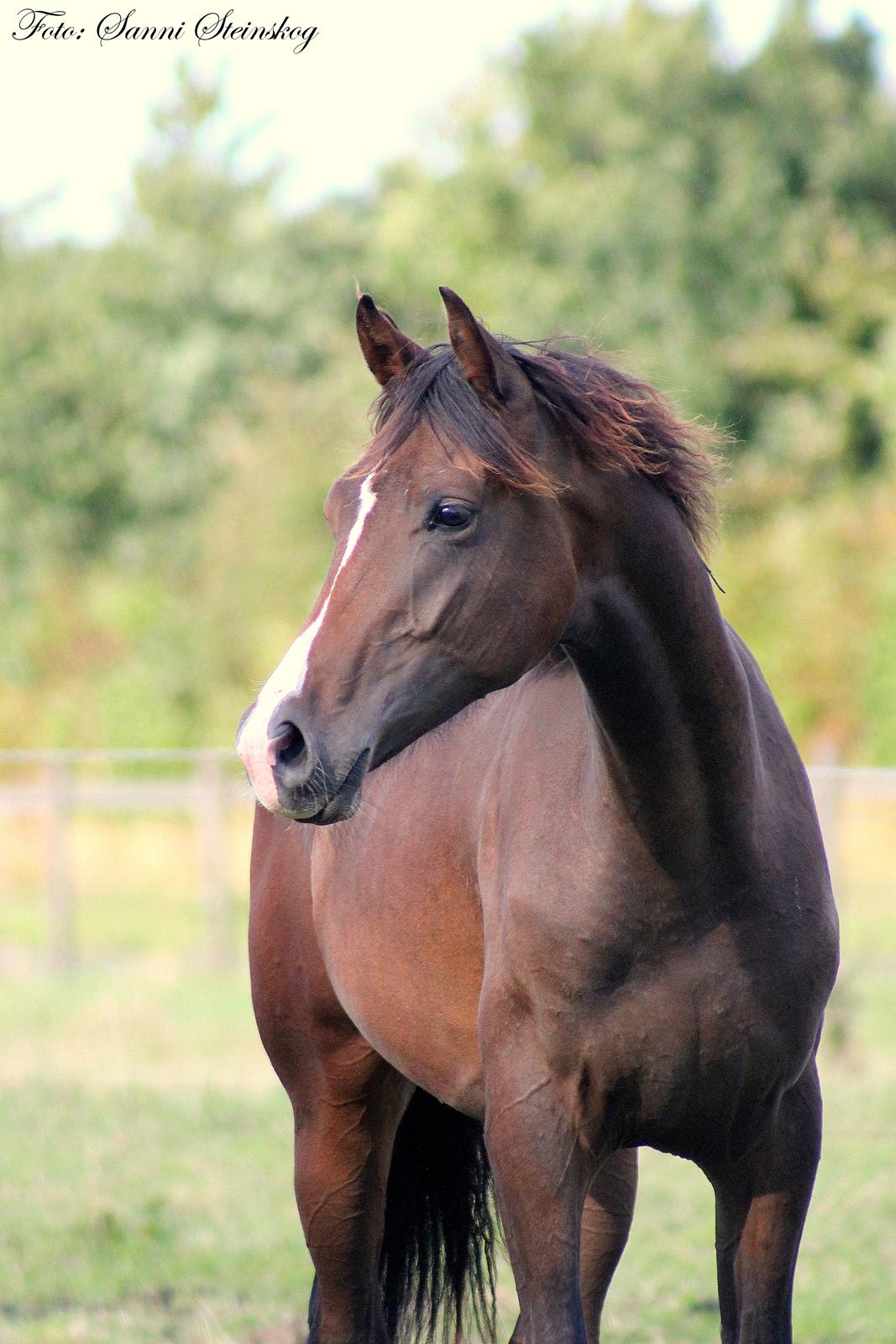 Dansk Varmblod De Mirago - Velkommen til De Mirago's profil billede 1