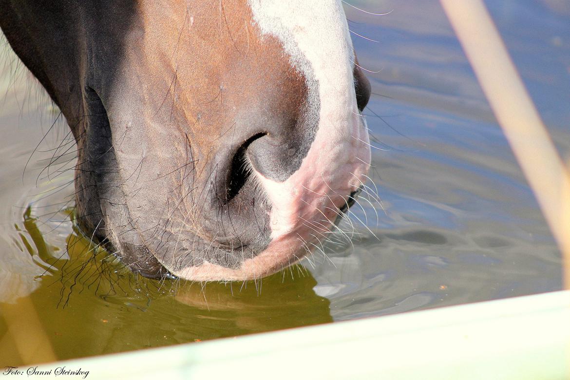 Dansk Varmblod De Mirago billede 20