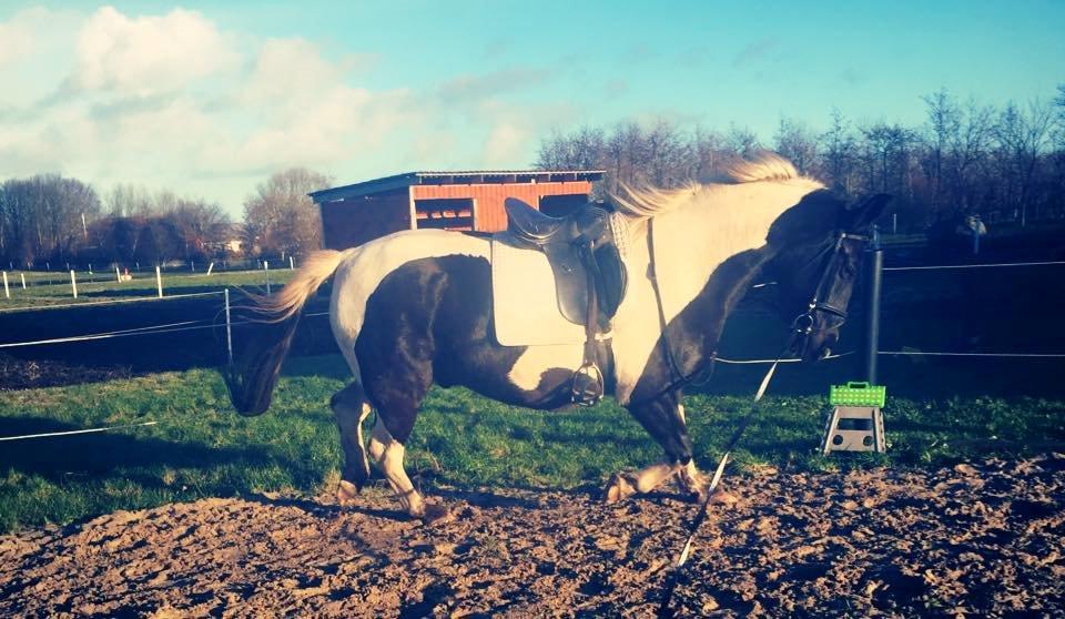 Anden særlig race Carlos billede 1