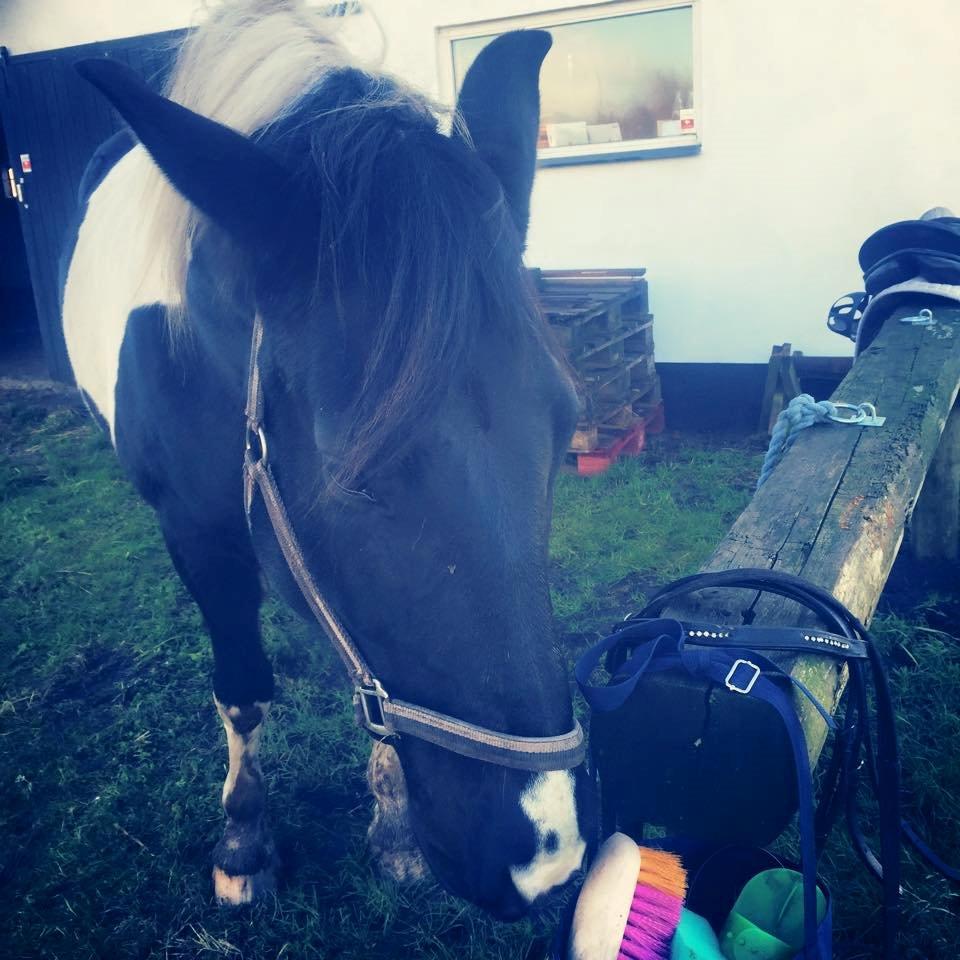 Anden særlig race Carlos billede 3