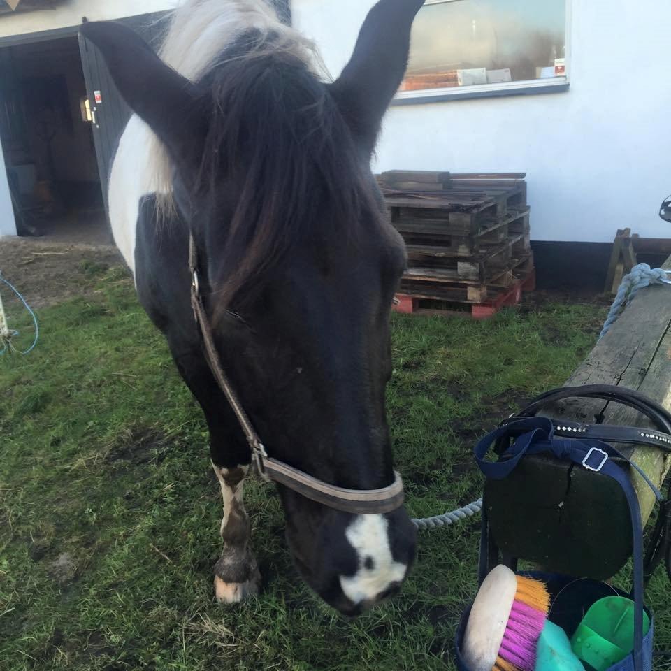 Anden særlig race Carlos billede 4