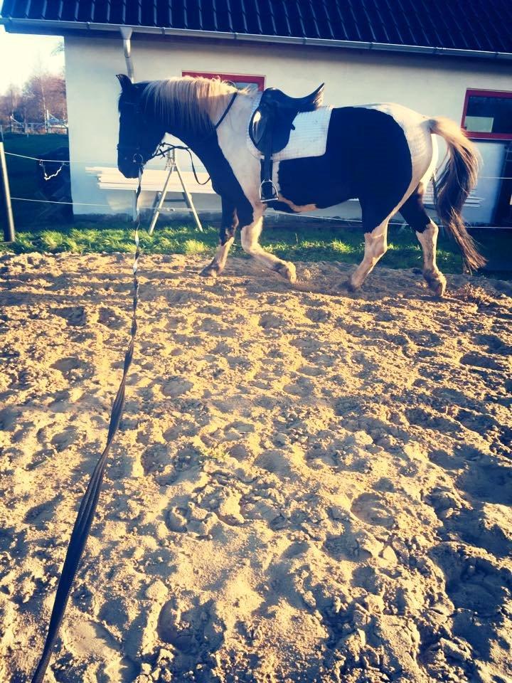 Anden særlig race Carlos billede 5