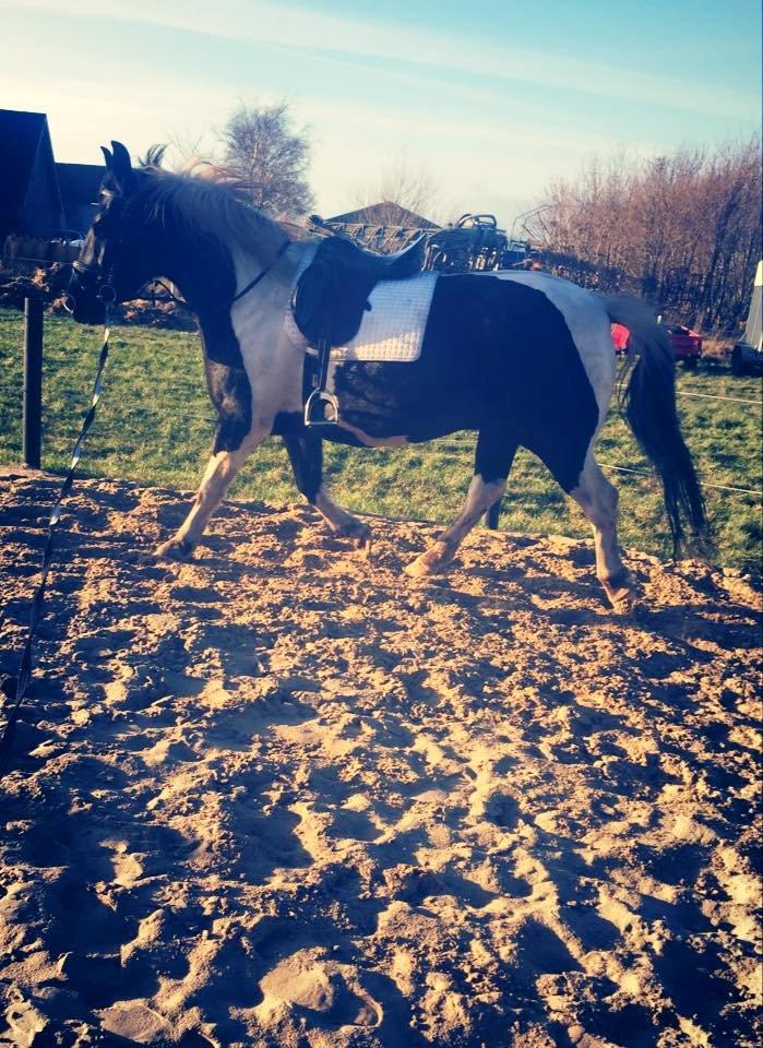 Anden særlig race Carlos billede 6