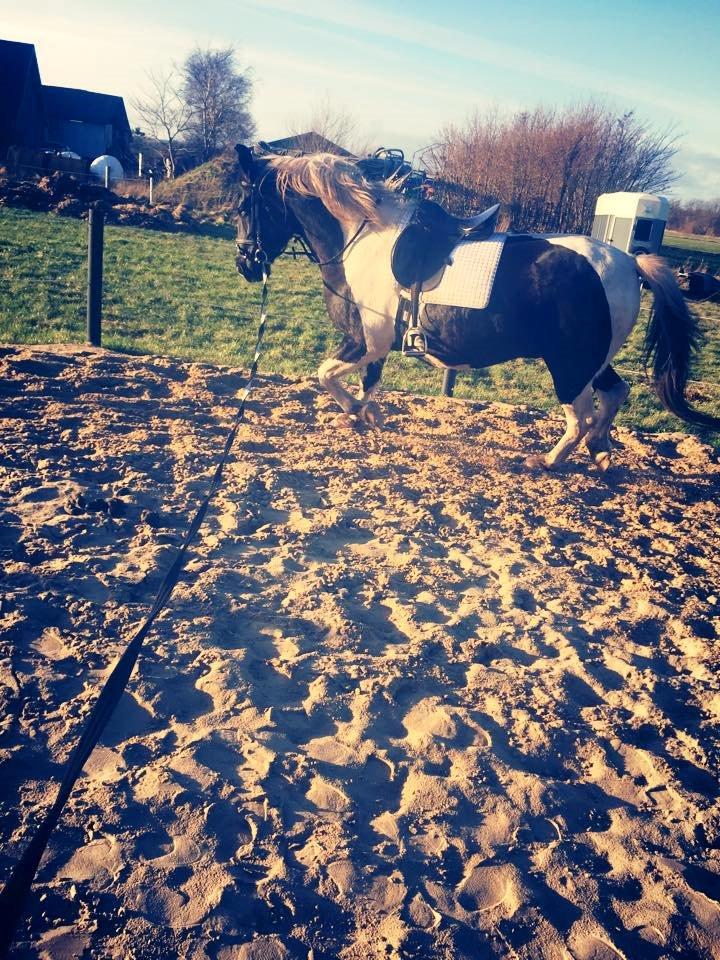 Anden særlig race Carlos billede 7