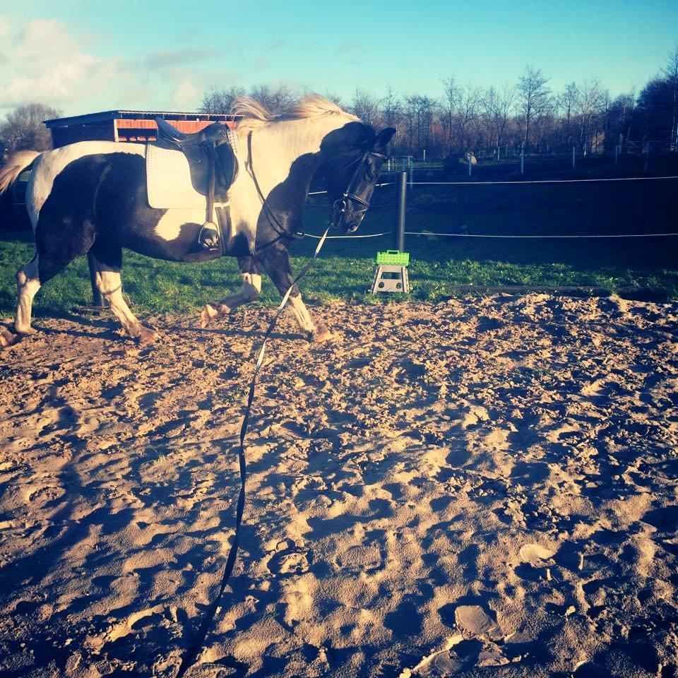 Anden særlig race Carlos billede 8