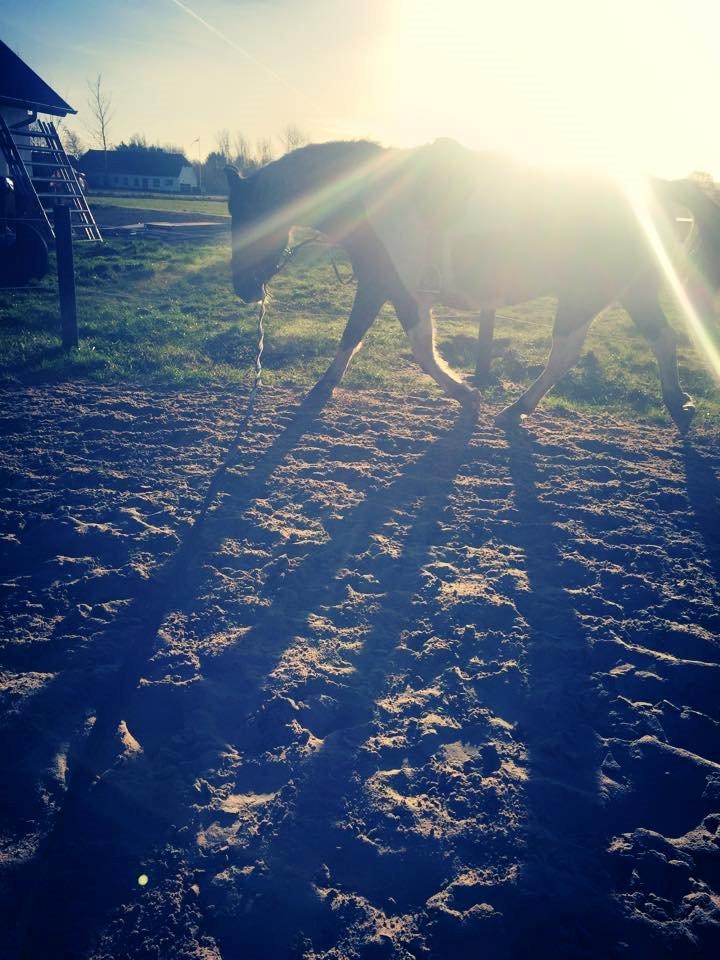 Anden særlig race Carlos billede 2