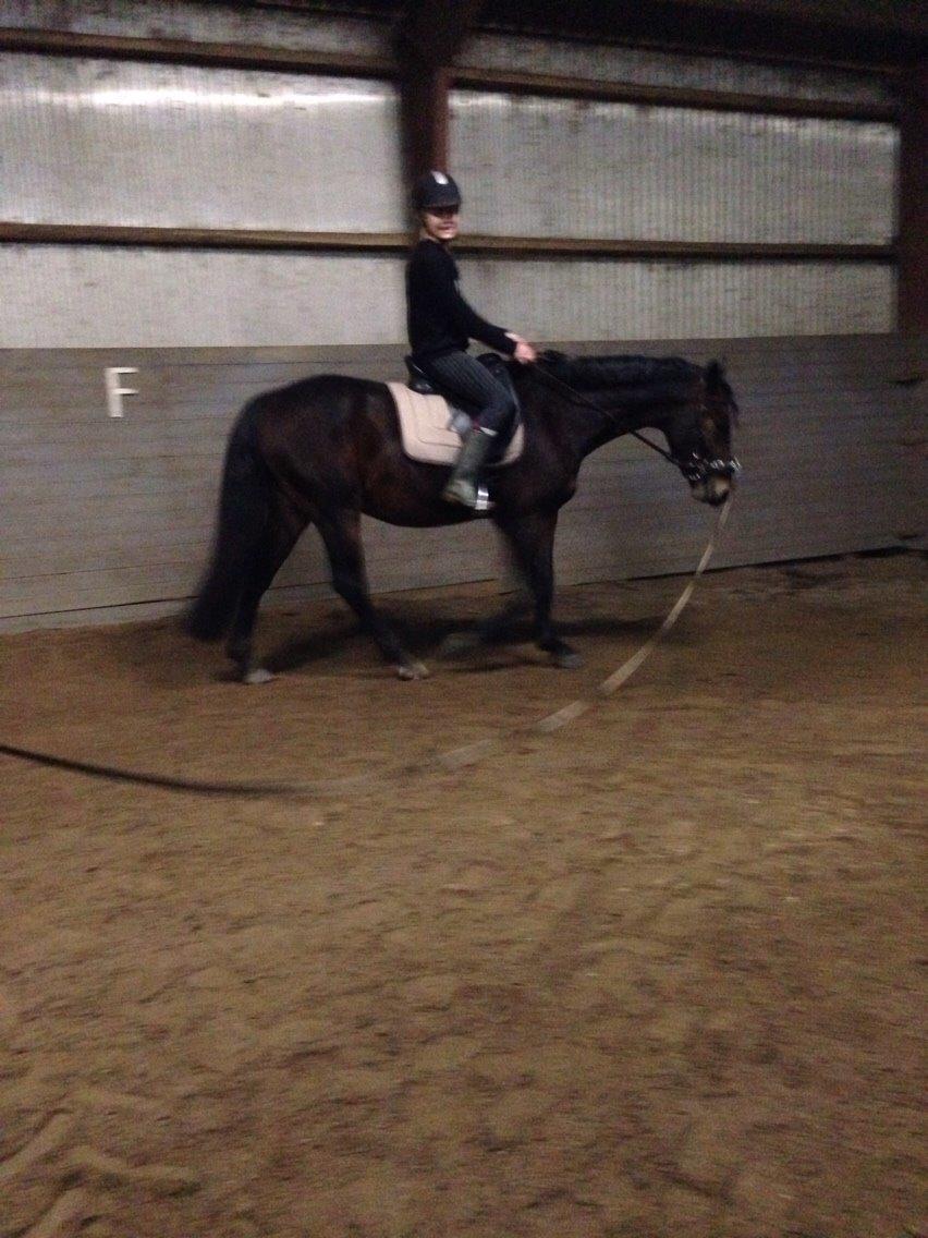 Oldenborg Tabasco - 1.gang med rytter vinter 2014 billede 12