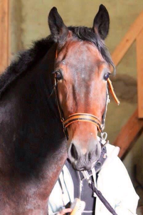 Oldenborg Tabasco billede 18