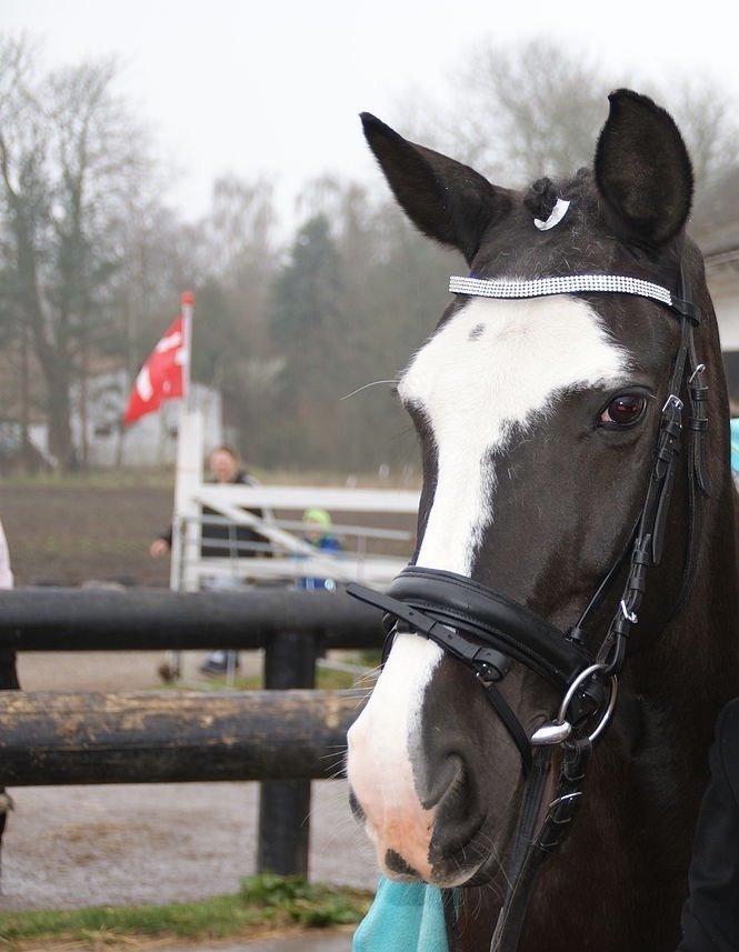 Hollandsk Sportspony Blesjer billede 19