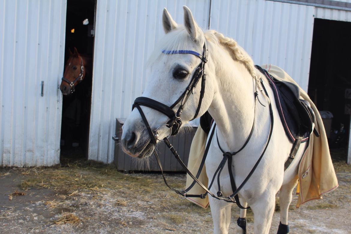 Anden særlig race Vsr Moonjam billede 1