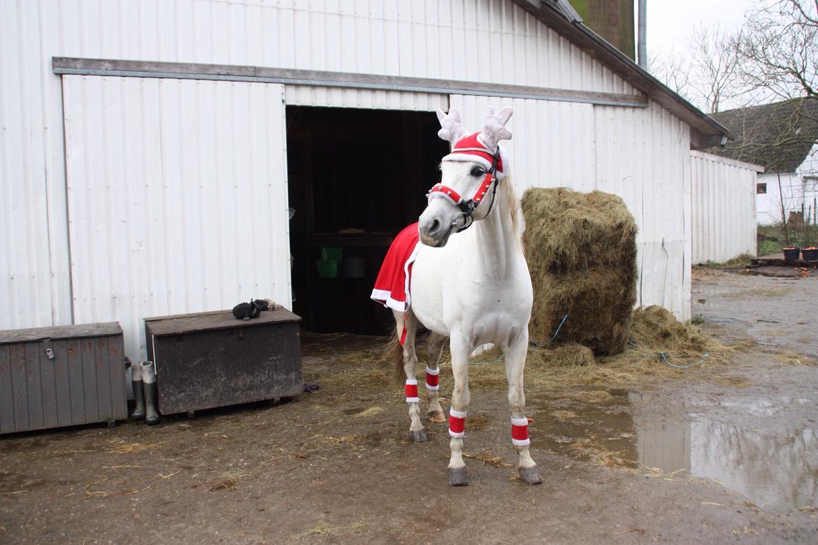 Anden særlig race Vsr Moonjam billede 2
