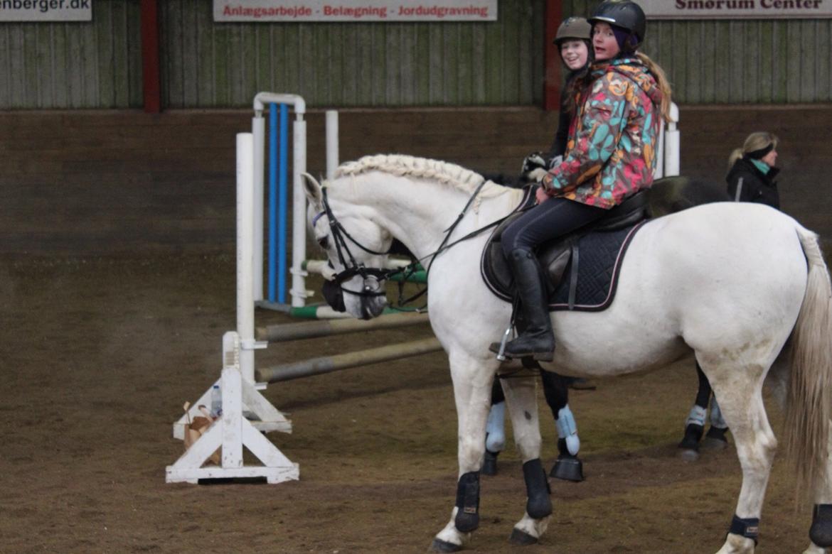 Anden særlig race Vsr Moonjam billede 3