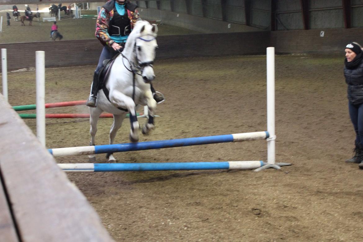 Anden særlig race Vsr Moonjam billede 4