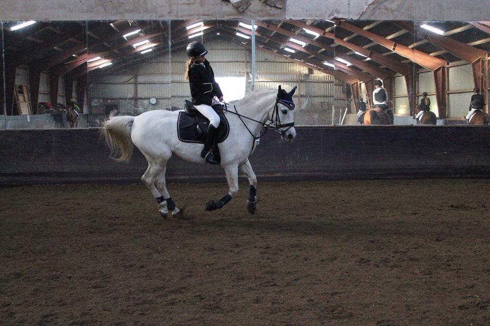 Anden særlig race Vsr Moonjam billede 8