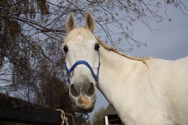 Anden særlig race Vsr Moonjam billede 9