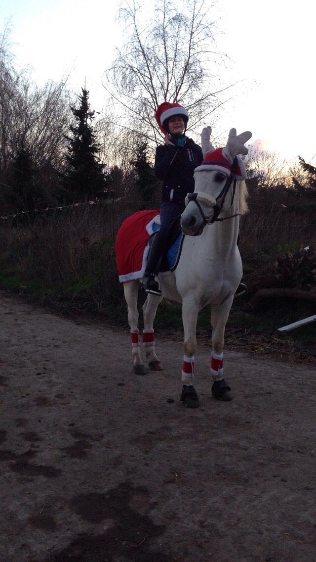 Anden særlig race Vsr Moonjam billede 10