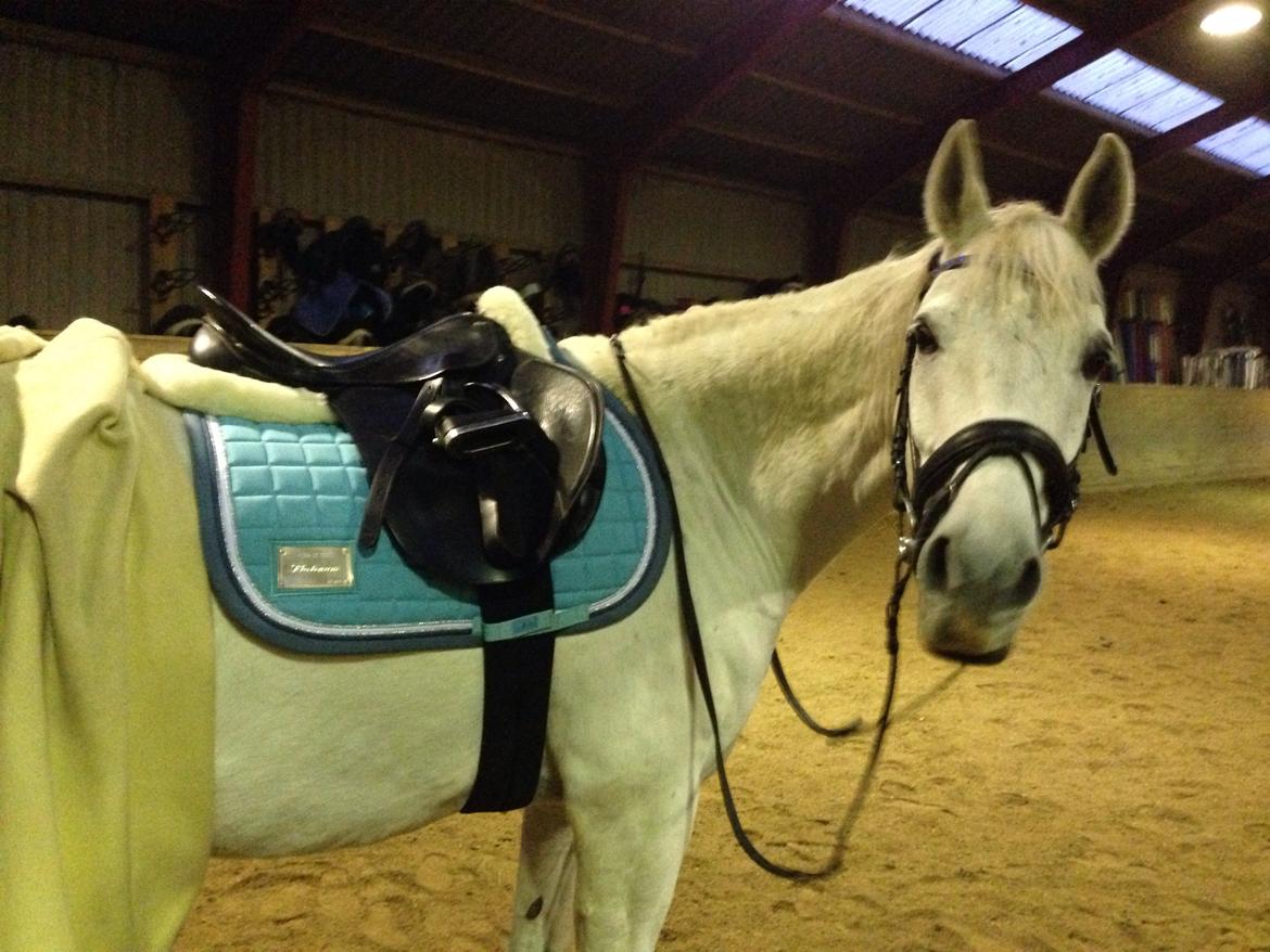 Anden særlig race Vsr Moonjam billede 11