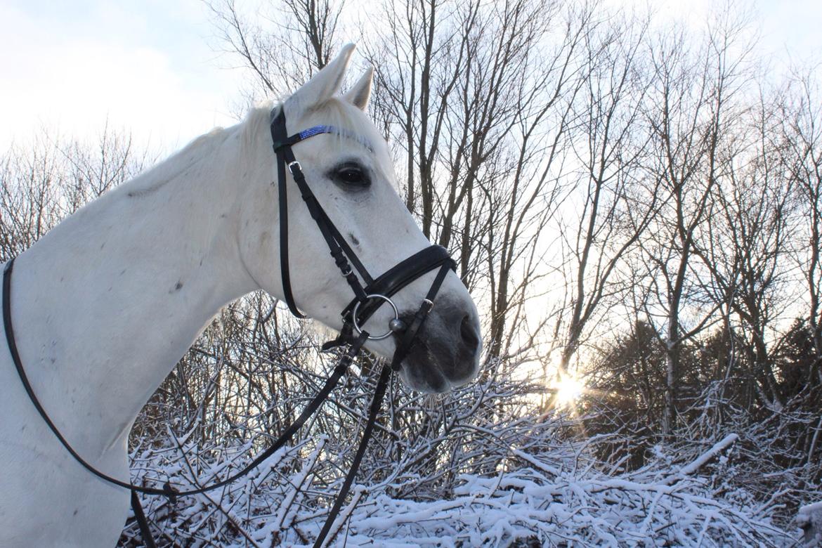 Anden særlig race Vsr Moonjam billede 12