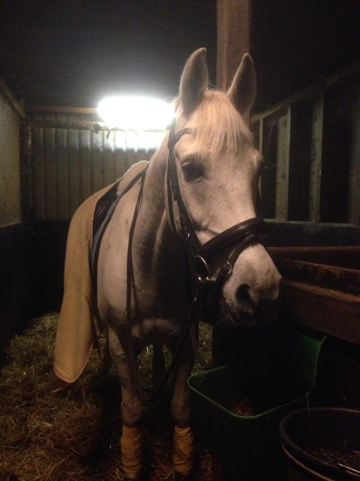 Anden særlig race Vsr Moonjam billede 13