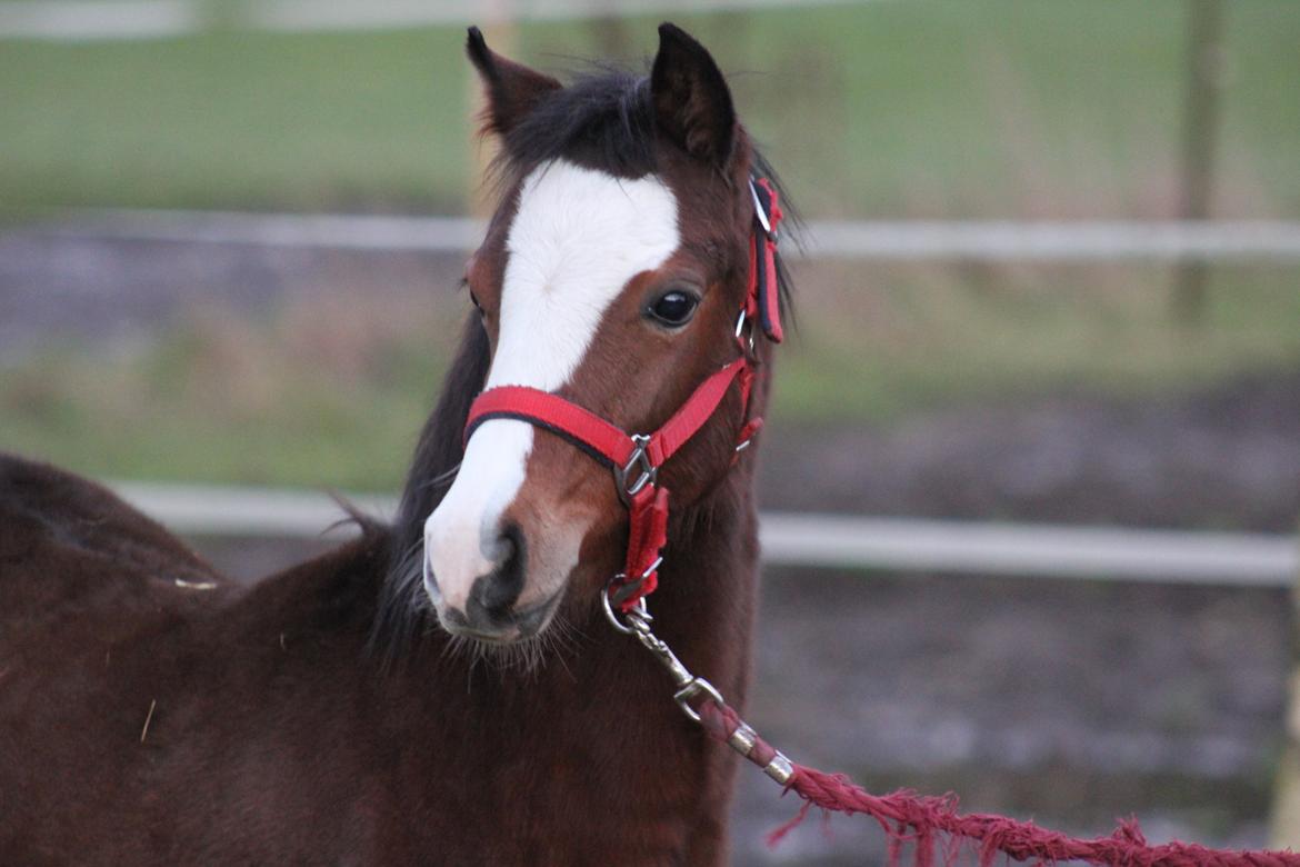 Welsh Pony (sec B) Bjerregårds Rabine - Et halvt år gammel. december 2014 billede 10