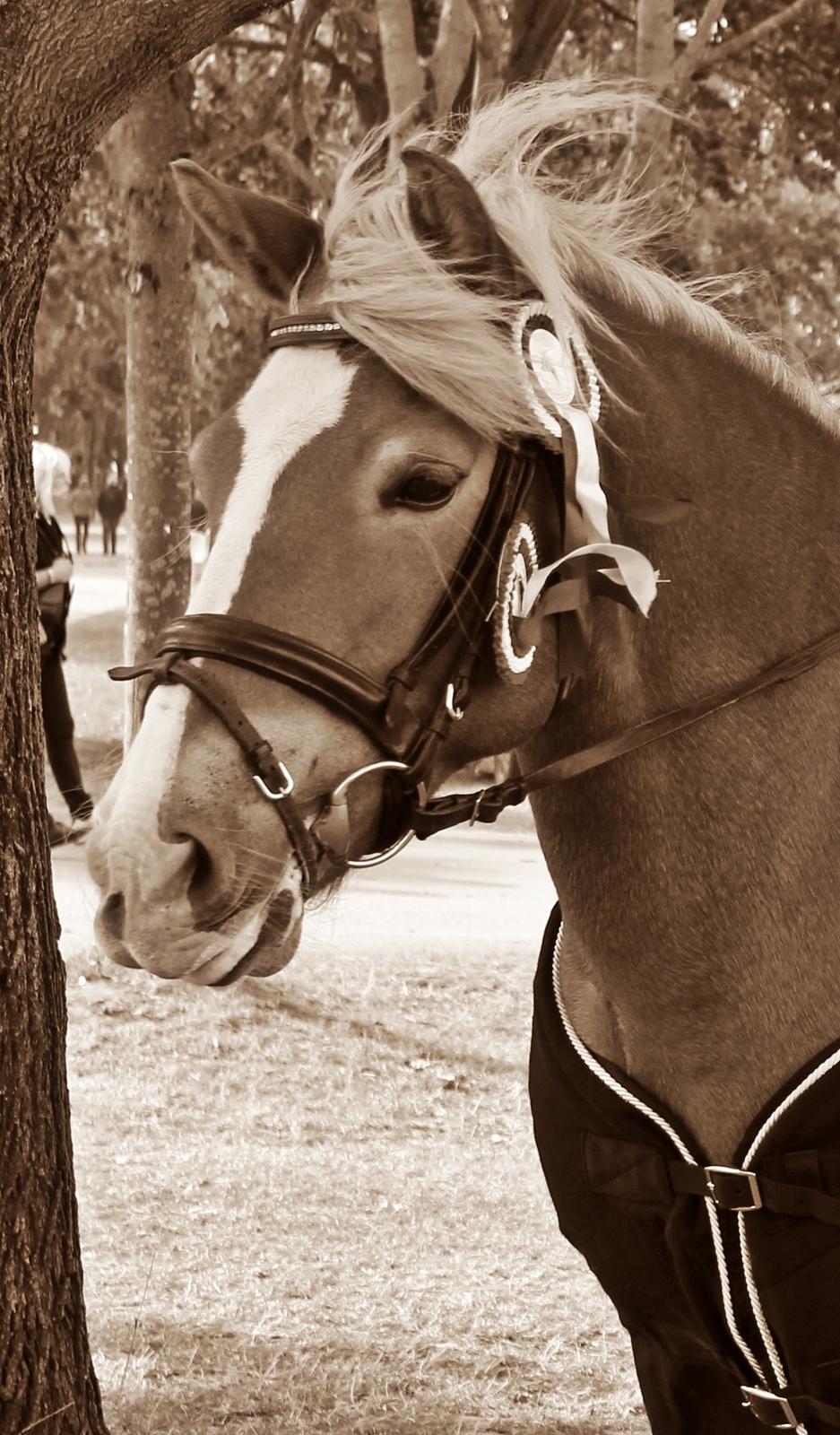 Haflinger Münthe ~ "Pony" - tidl. part  - Store Hestedag 2013  billede 20