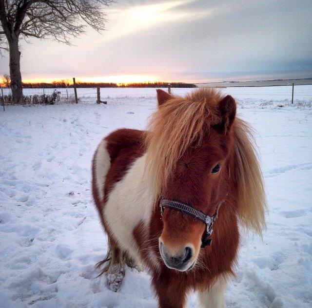 Shetlænder Maia billede 11