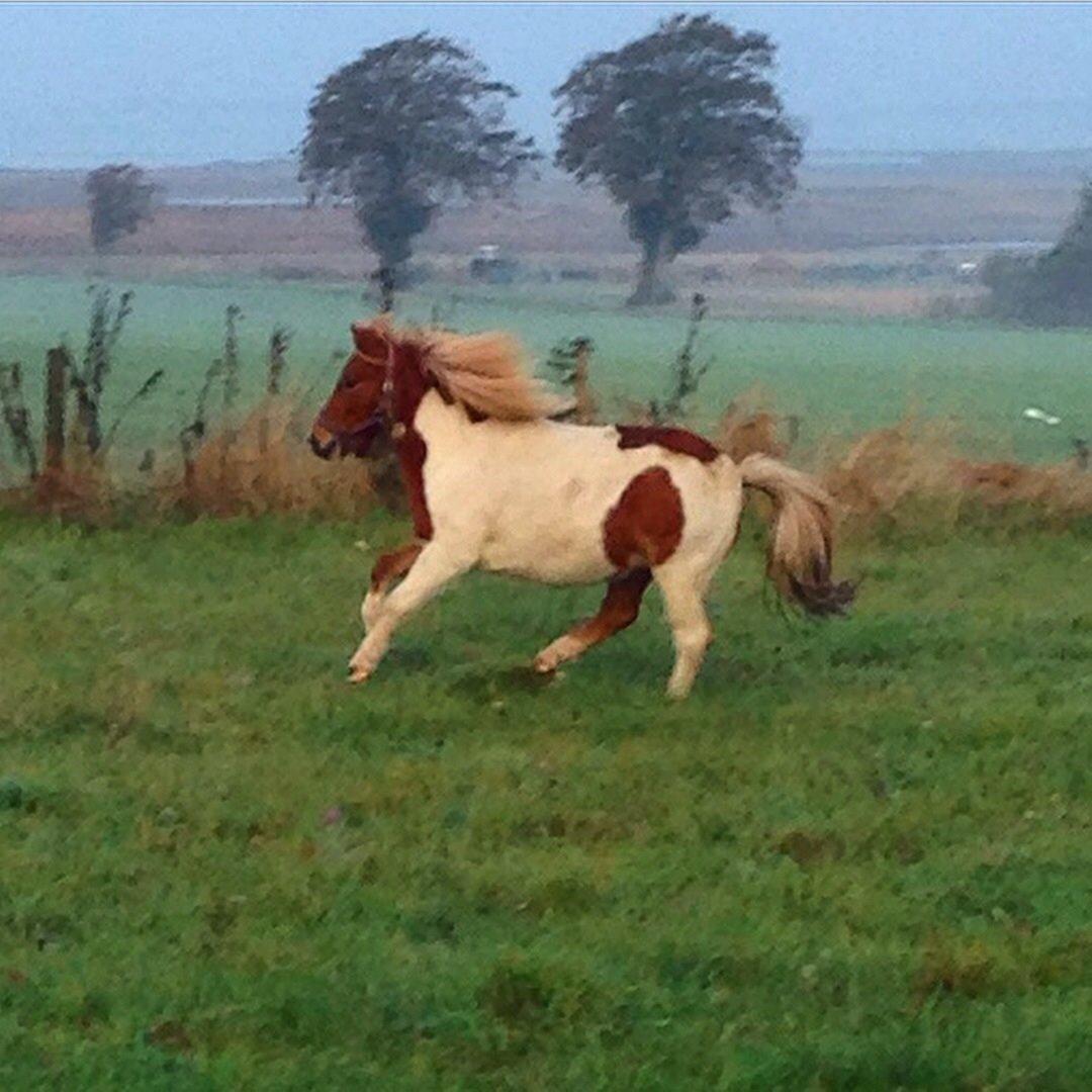 Shetlænder Maia billede 12