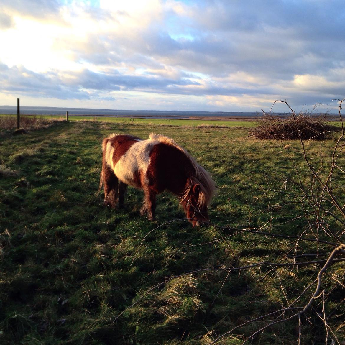 Shetlænder Maia billede 14