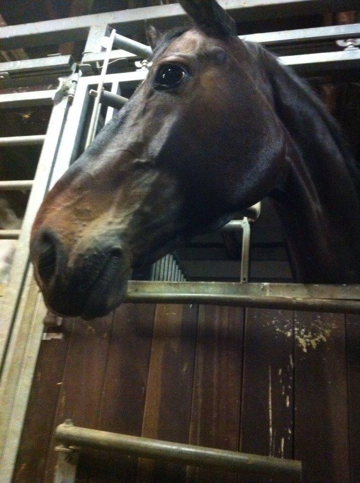 Holstener Cornette billede 1