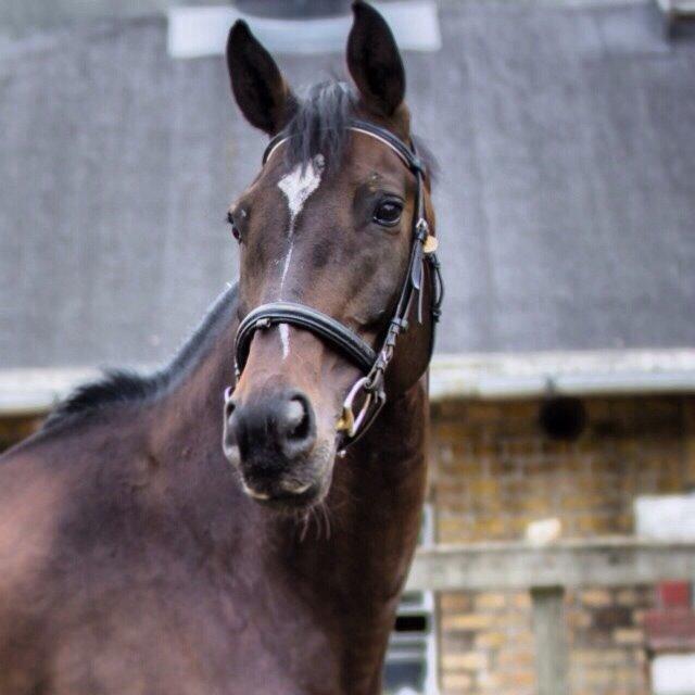 Holstener Cornette billede 4